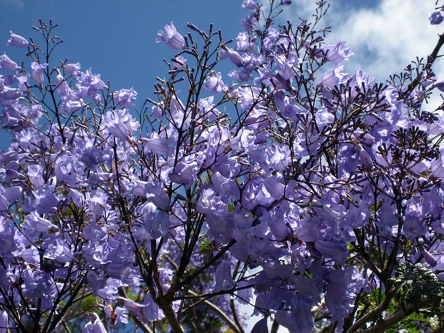jacaranda blossoms blue flowering tree fern tree
