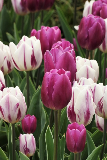 purple and white tulips close up