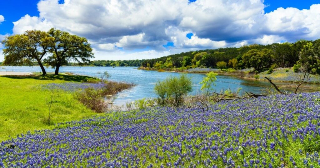 Bluebonnets along a lake in the Texas Hill Country