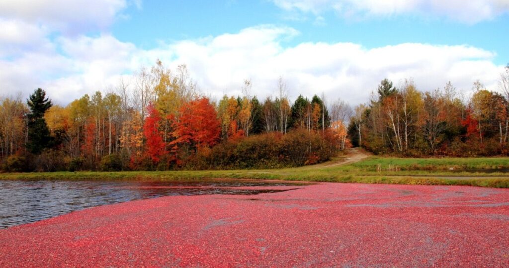 Cranberry Harvest, Cranberry Festival