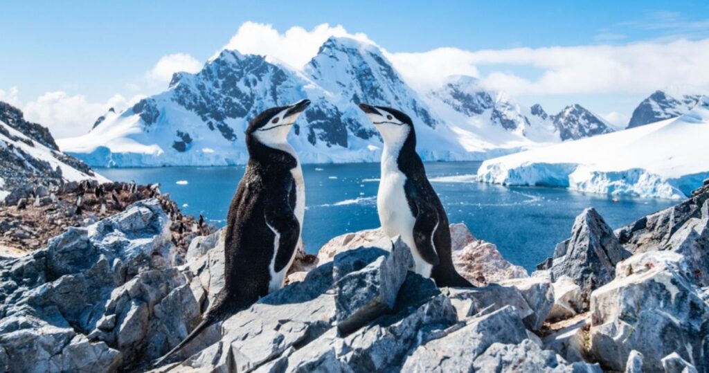 a pair of penguins in antarctica