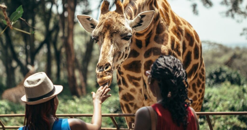 petting a giraffe in nairobi, kenya