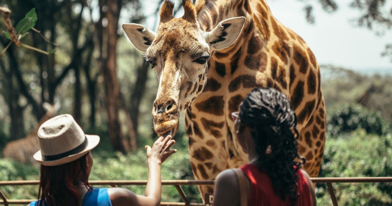 acariciando uma girafa em Nairóbi, Quênia