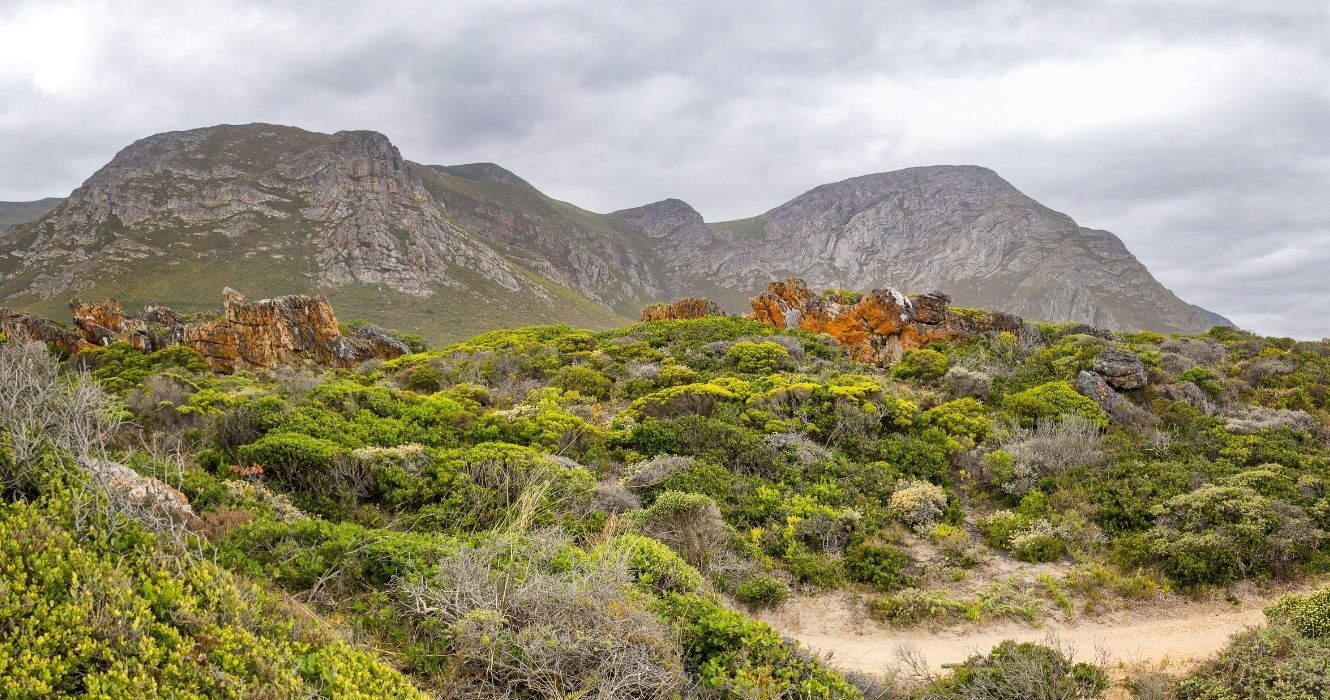 a paisagem montanhosa de fynbos