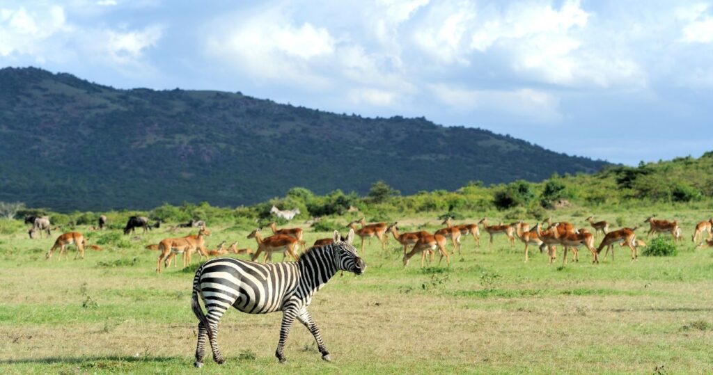zebra-nairobi-national-park