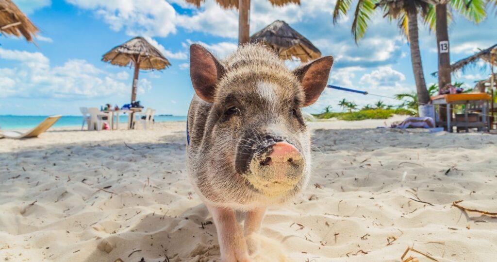 a pig on pig beach in the bahamas