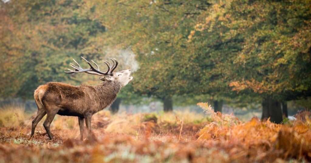 Richmond Park, London