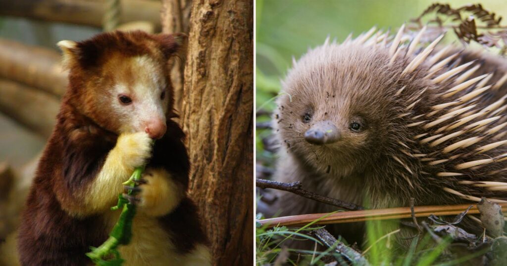 10 animais australianos fofos para ver que não são coalas