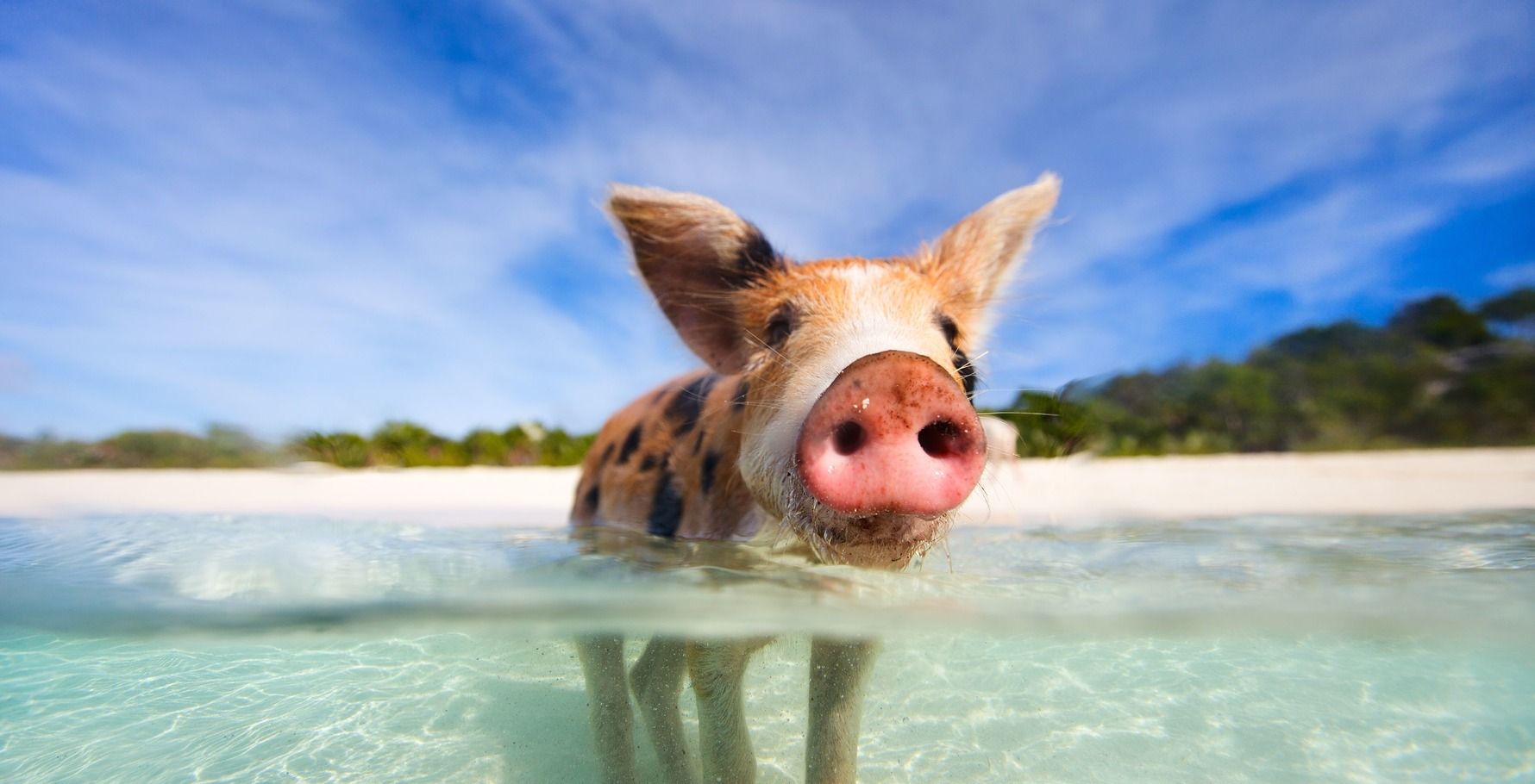10 fatos surpreendentes sobre a Ilha dos Porcos