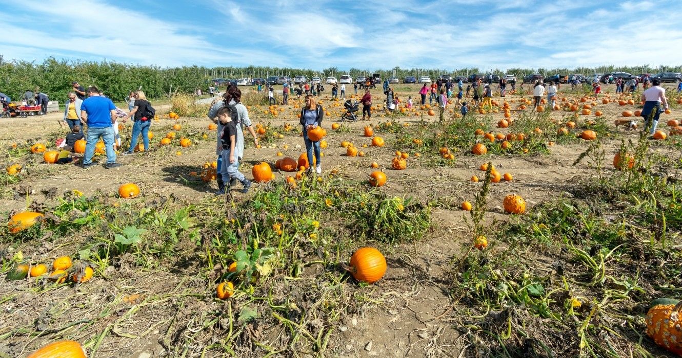 quantos jogos para crianças com campo de colheita de abóbora e