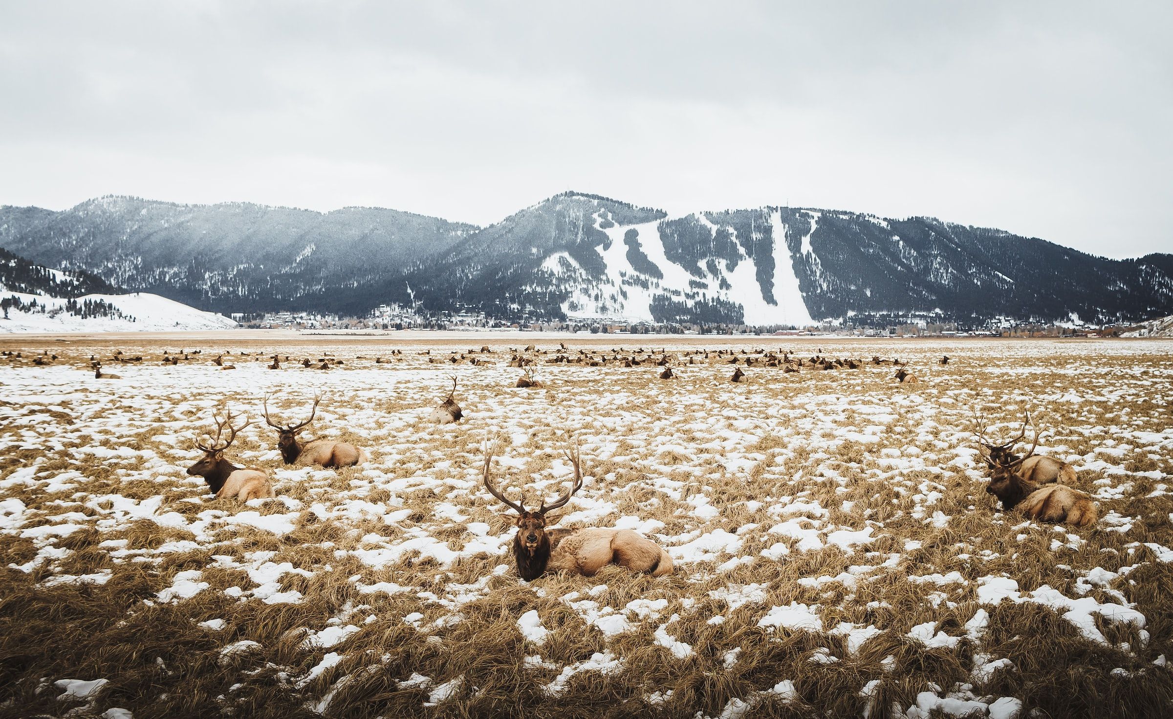 Refúgio Nacional Elk em Jackson, Wyoming