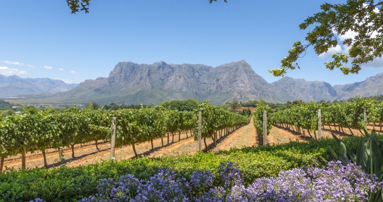 Zona rural de vinhedos de uva, Cidade do Cabo, África do Sul