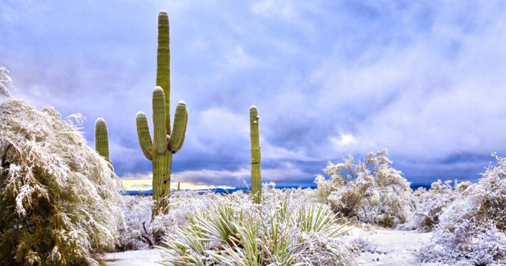Saguaros in Sonoran Desert