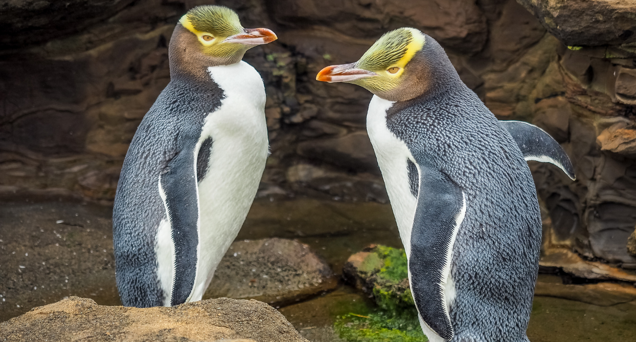 Explorando os pinguins esquecidos da Nova Zelandia