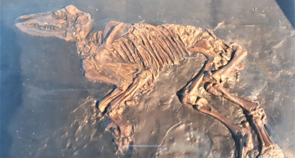 Messel Pit Fossil