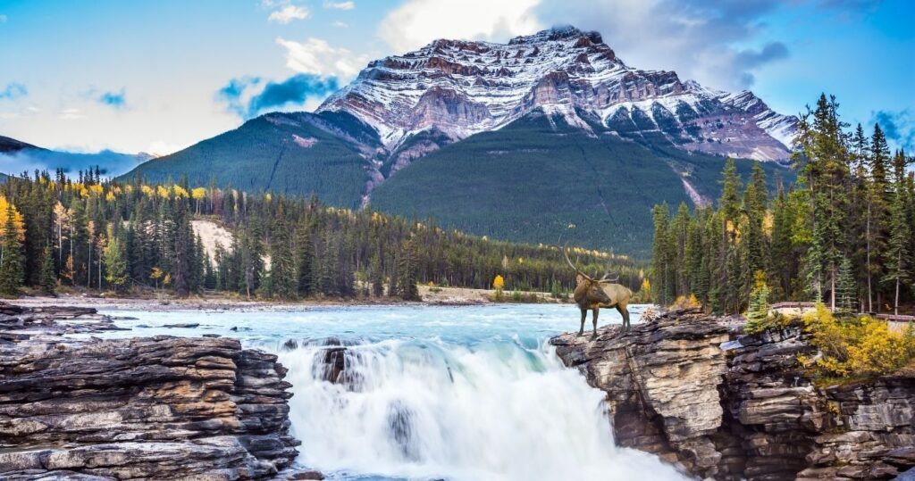 an elk standing at a waterfall in front of a mountain in jasper national park