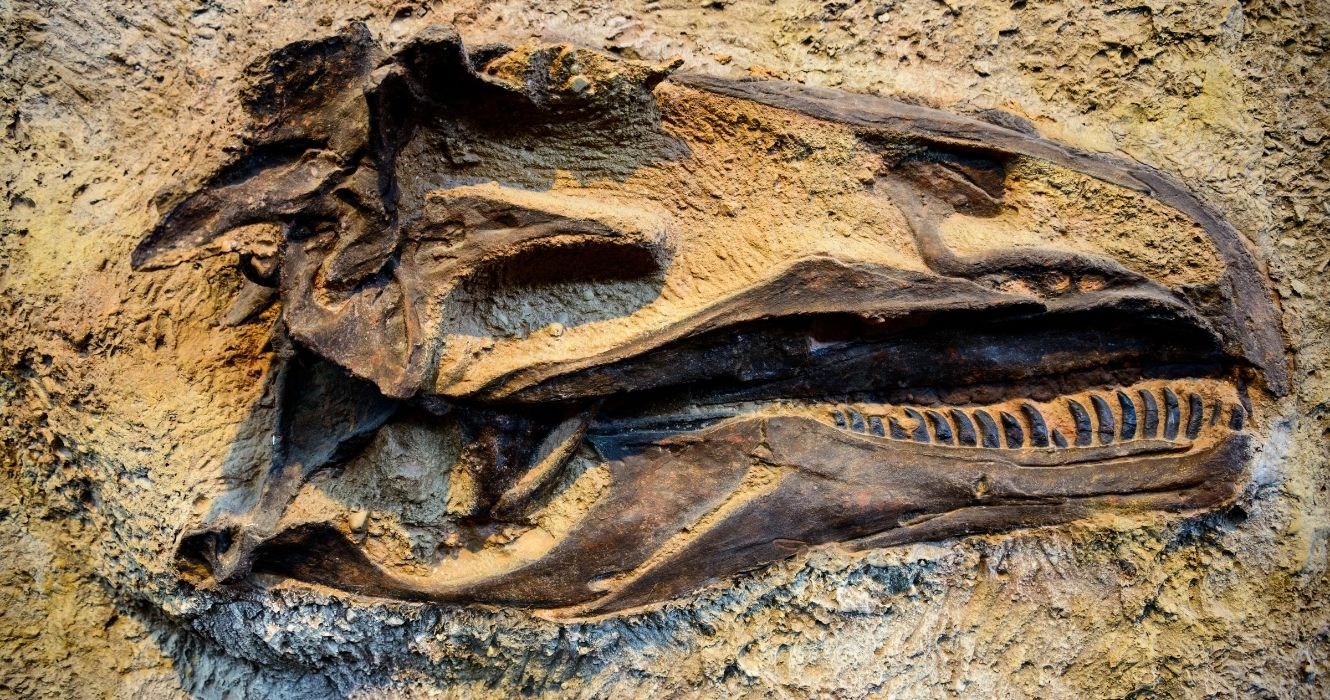 um fóssil no monumento nacional dos dinossauros em utah