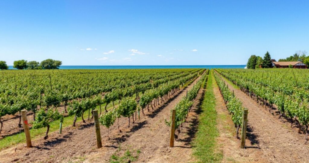 a vineyard at niagara on the lake