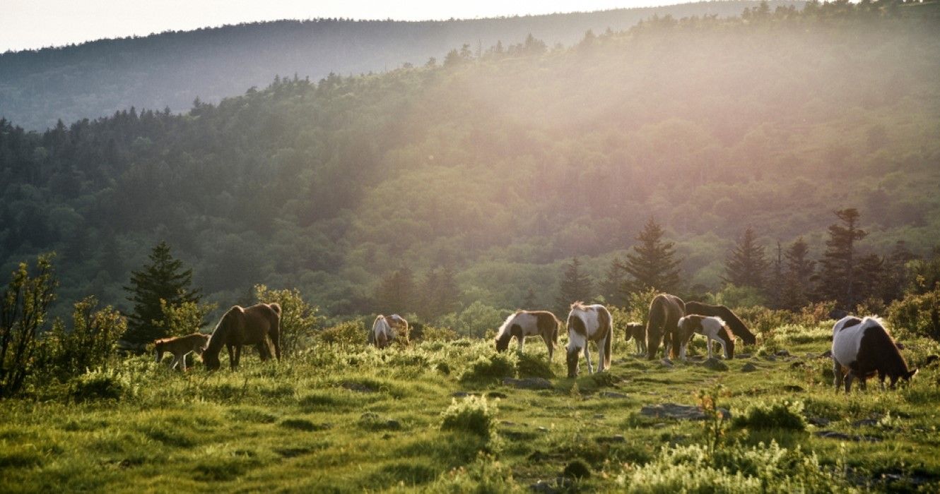 Wild Ponies no Grayson Highlands State Park em Jefferson National Forest na Virgínia