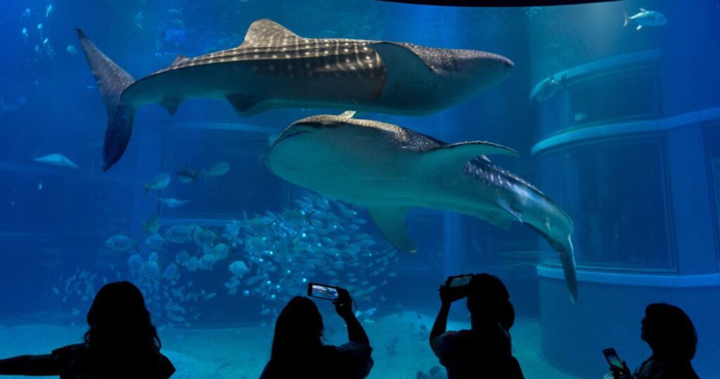two whale sharks in an exhibit at osaka aqurium