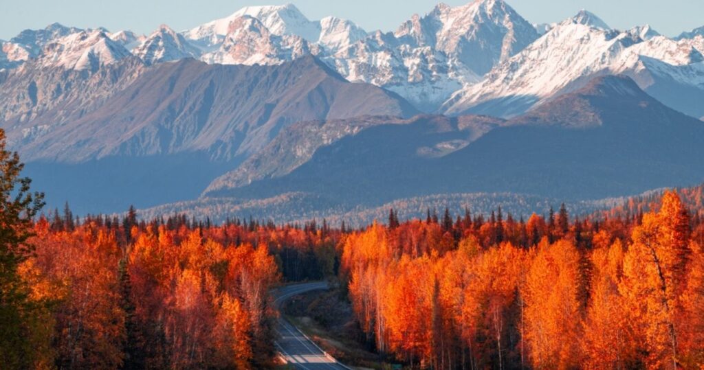 the road to denali national park with autumn foliage