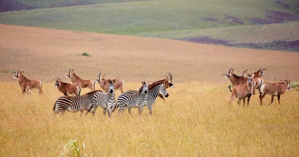 Roan Antilope and zebra at Nyika plateau, Malawi, Africa