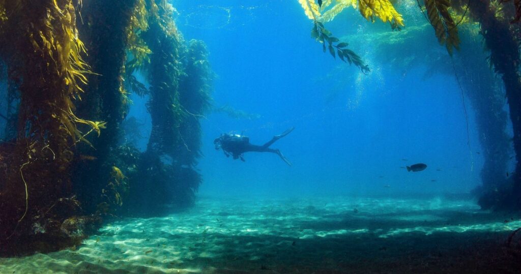 10 incríveis florestas submersas que vão tirar o fôlego