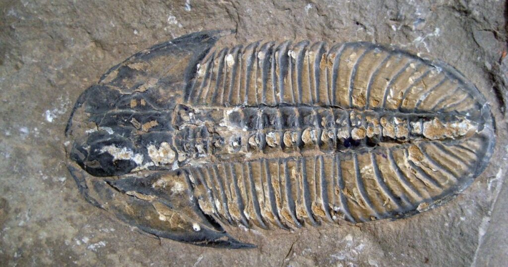 a trilobite fossil in rock
