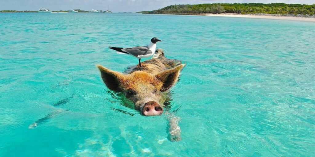 10 fatos surpreendentes sobre a Ilha dos Porcos
