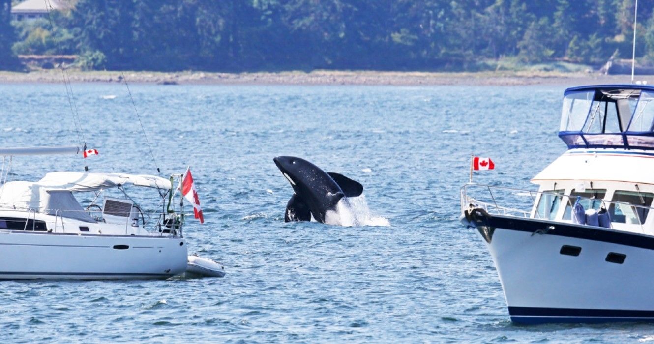Observação de baleias na Ilha de Vancouver, Canadá