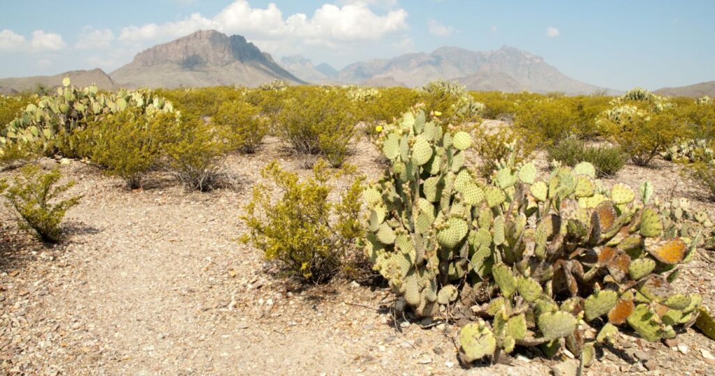 cactus and the mountains in the background in the Chihuahuan Desert
