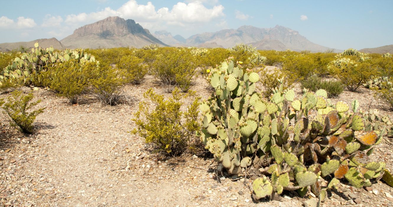 cactus e as montanhas ao fundo no deserto de Chihuahuan